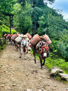 Donkey Trail Everest Base Camp Trek Roaming Atlas