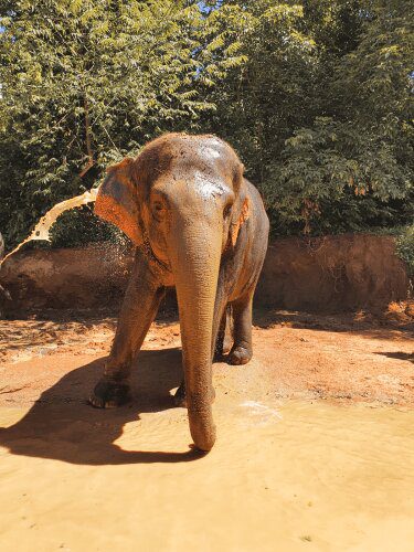 Elephant taking a mud bath Roaming Atlas