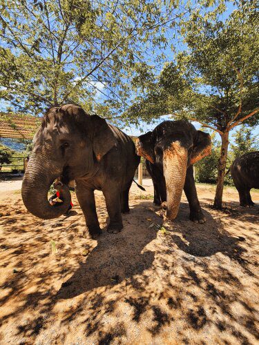 Two elephants walking Roaming Atlas