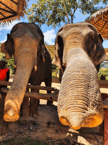 Elephant Trunk Roaming Atlas