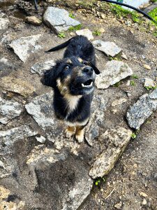 Mountain Dog Black Everest Base Camp Trek Roaming Atlas