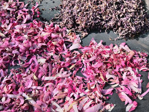 Siem Reap Lotus flowers at Lotus Farm Roaming Atlas