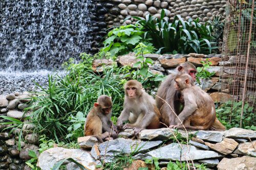 Monkey family at Monkey Temple Roaming Atlas