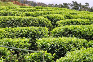 Sukawana Tea Plantation Roaming Atlas