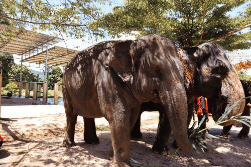 Two Elephants eating in Elephant Jungle Sanctuary Roaming Atlas