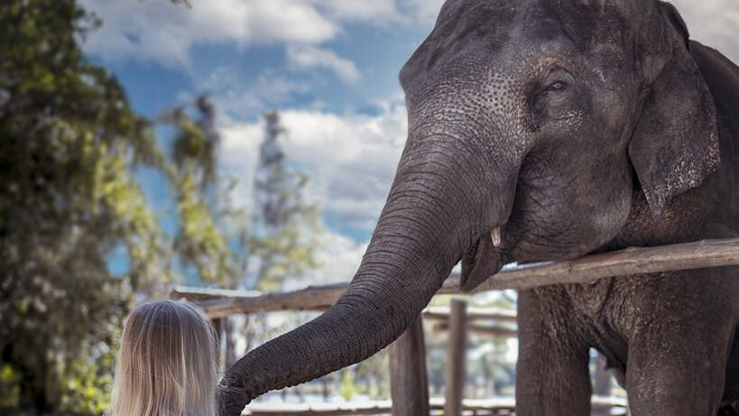 Girl and Elephant in Phuket